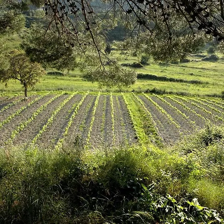 Lithies Farm