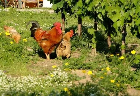 Farm stay Lithies Farm *