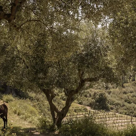 Lithies Farm Ανω Βασιλικος