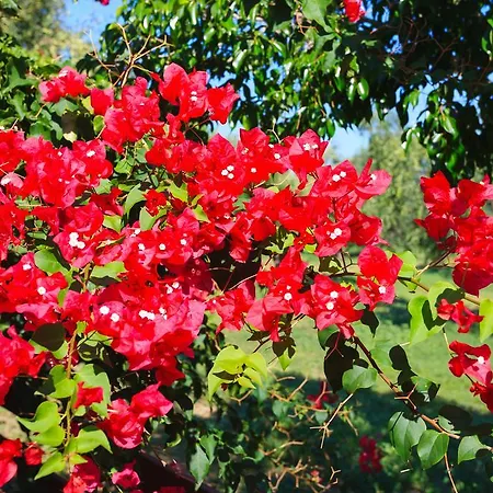 Lithies Farm Vasilikos (Zakynthos)