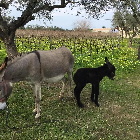 Lithies Farm Pensiune agroturistice Vasilikí