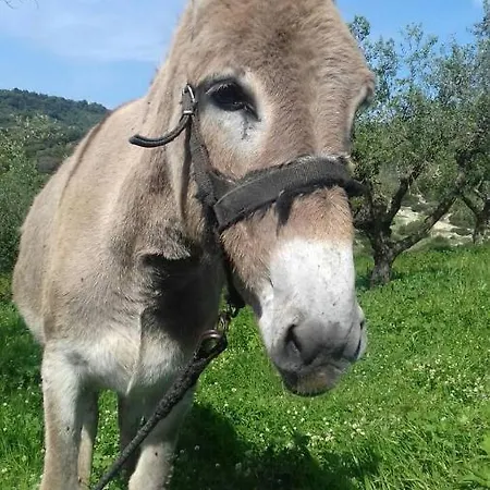 Lithies Farm בית חווה *