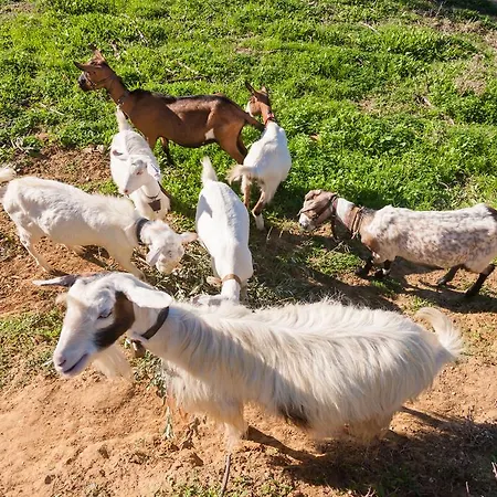Lithies Farm Vasilikí